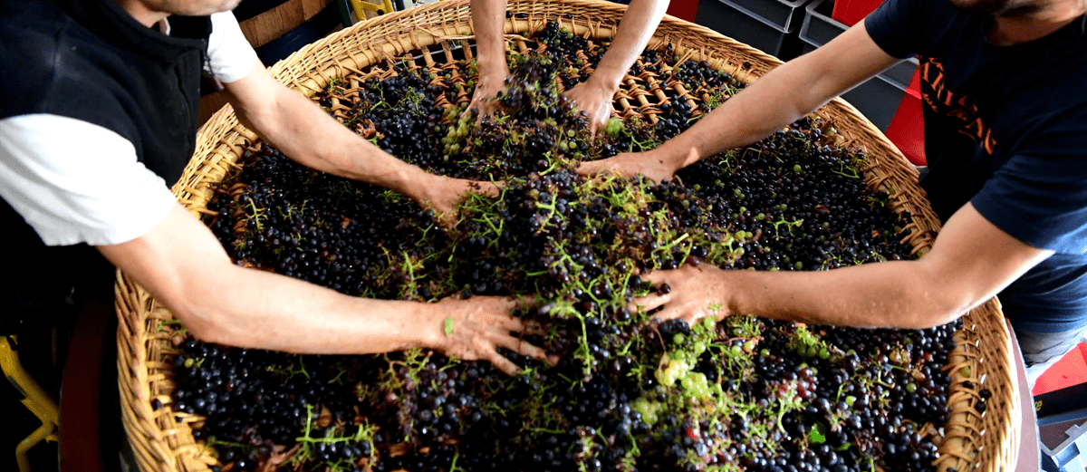 Vin artisanal VS vin industriel, quelle différence ?