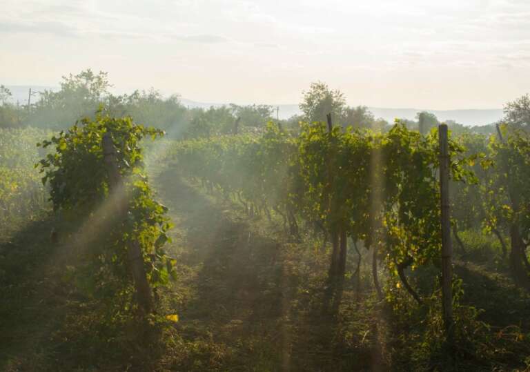 Vins bio, biodynamiques et naturels : Quelles sont les différences ?
