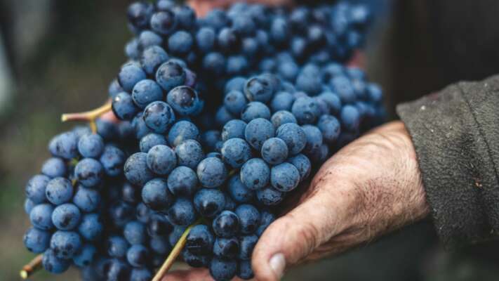 Vins bio, biodynamiques et naturels : Quelles sont les différences ?